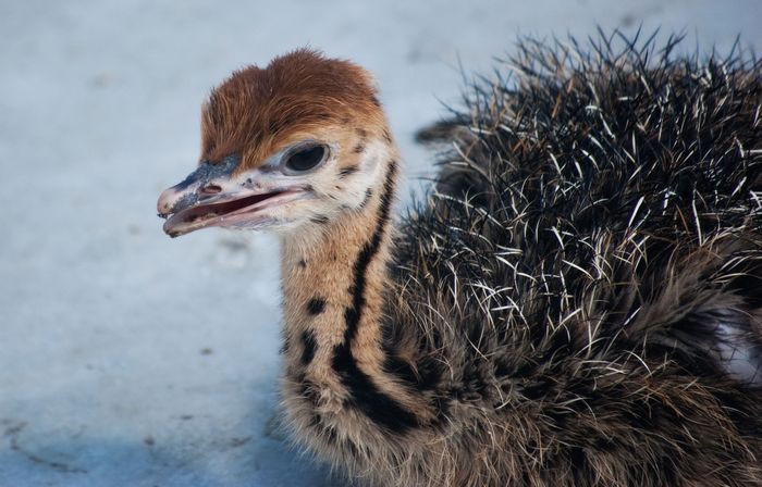 Baby_ostrich_2_by_Emeeeliiie