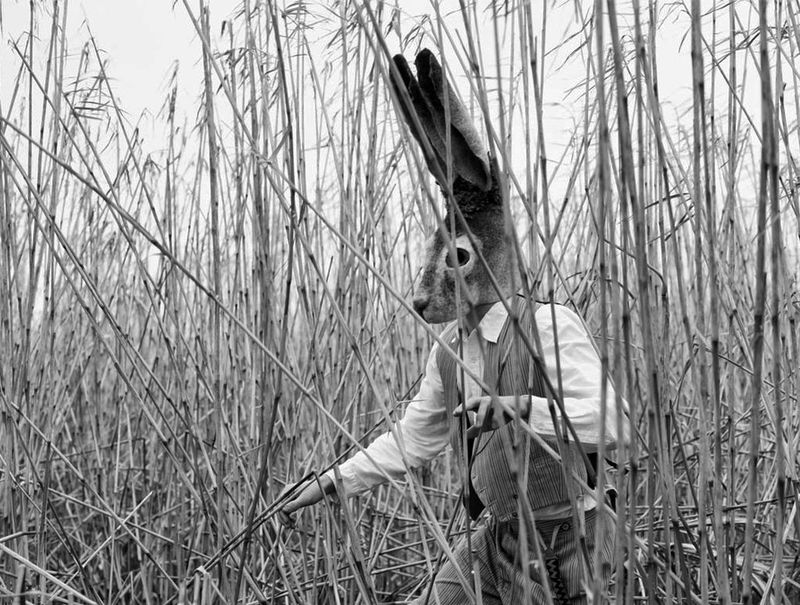 Hare-in-reeds1