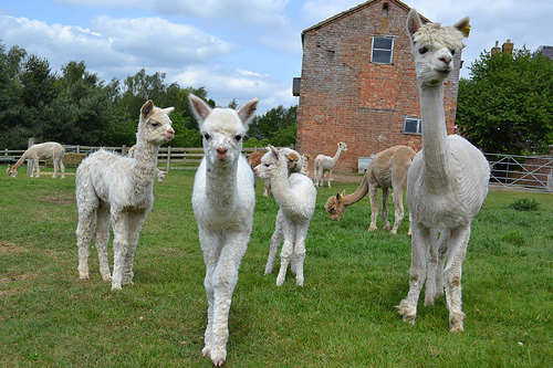 Copyright-toft-alpaca-shop-3