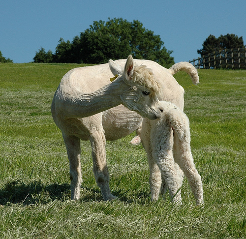 Copyright-toft-alpaca-shop-4