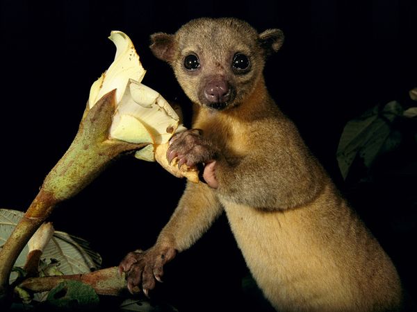 Kinkajou_596_600x450