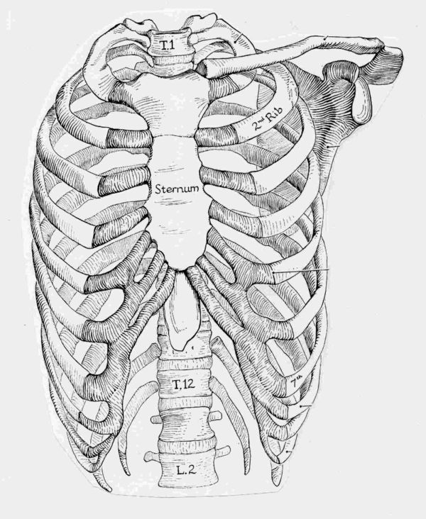 Kingdom Of Style: The Rib Cage