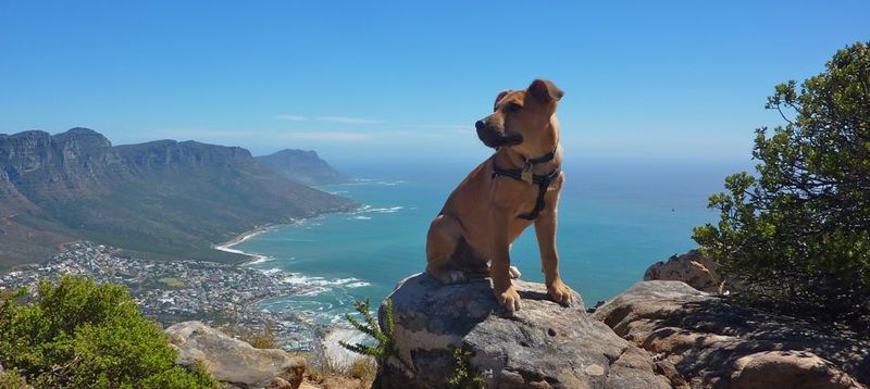 Bow-Wow-posing-on-the-summit-of-Lions-Head-Cape-Town
