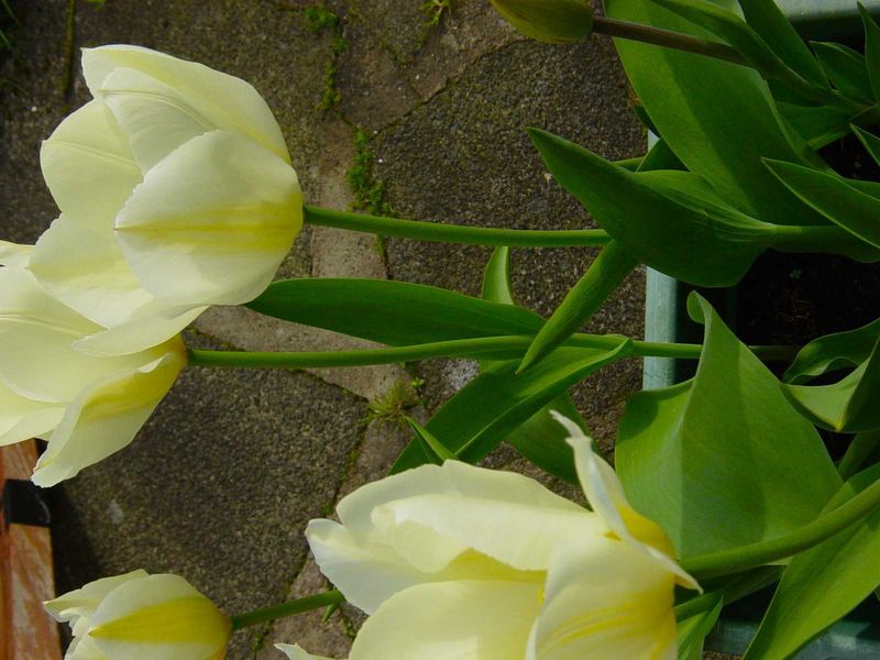 Queen marie tulips