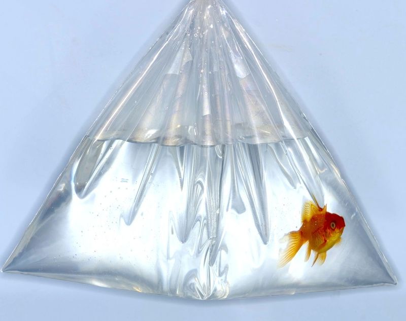 Goldfish-in-bag