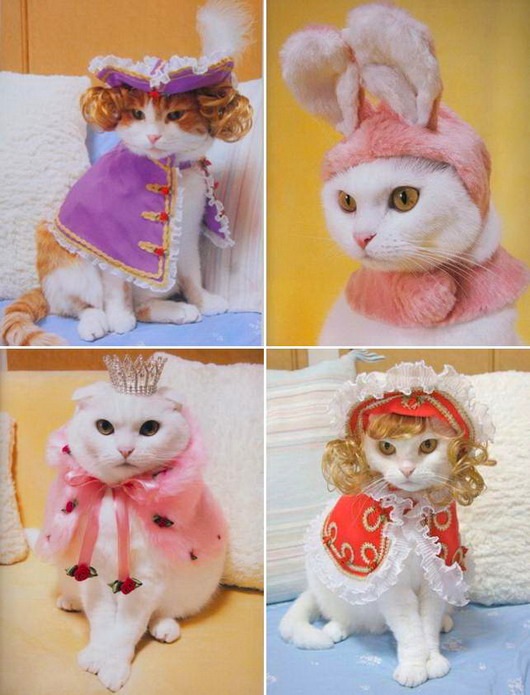 Fashion_cats2
