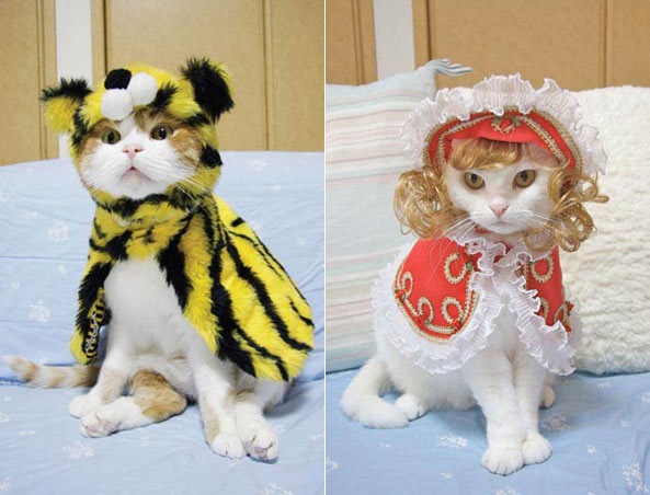 Fashion-Cats-by-Takako-Iwasa