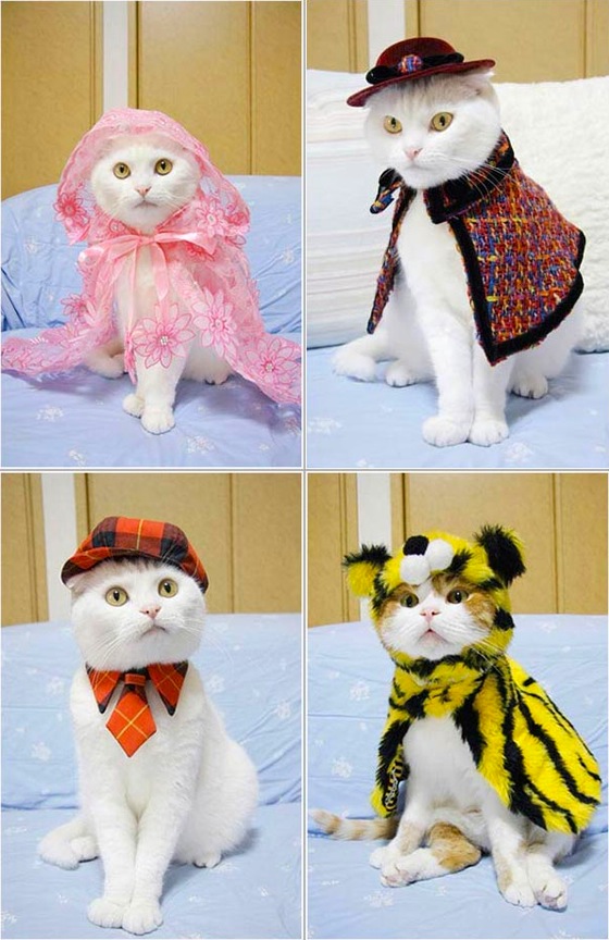 Fashion-for-cats_01