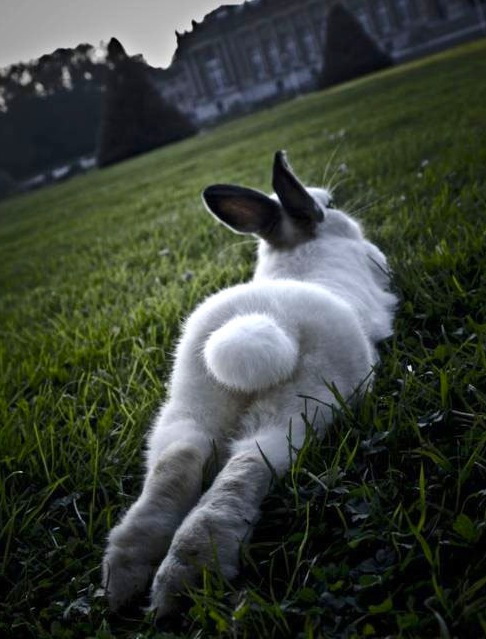 Funny-bunny-tail-cute_large