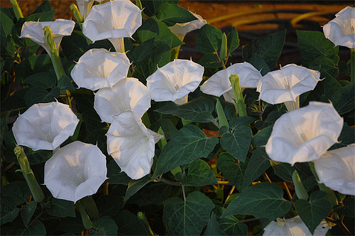 Moonflowers1